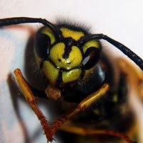 Yorkshire wasp control 376591 Image 8